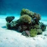 coral underwater oasis,
